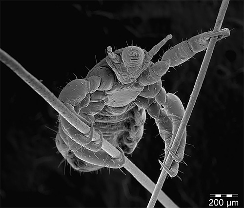 À l'aide de crochets spéciaux sur les pattes, le parasite est fermement maintenu sur les cheveux.