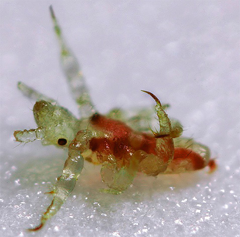 La larve du pou du pubis ressemble un peu à un crabe microscopique