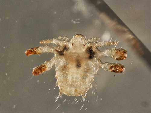 Pou du pubis au microscope
