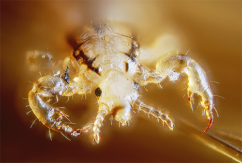 Moderne uši, nažalost, često su otporne na mnoge insekticide.