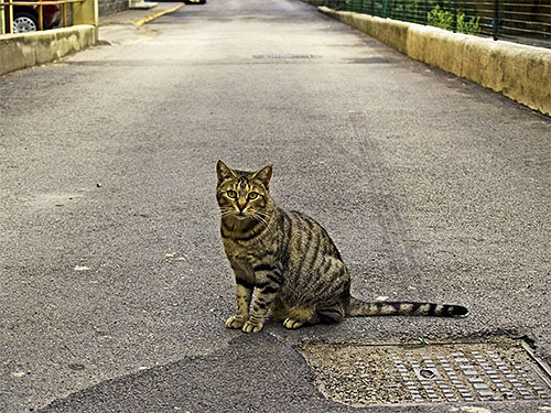 Τα περιλαίμια από ψύλλους είναι ιδιαίτερα καλά για την προστασία από ψύλλους για γάτες εξωτερικού χώρου.