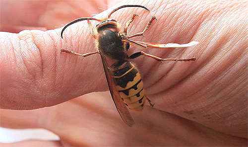 Το δάγκωμα ακόμη και ενός hornet είναι αρκετά ικανό να οδηγήσει στο θάνατο ενός ατόμου.