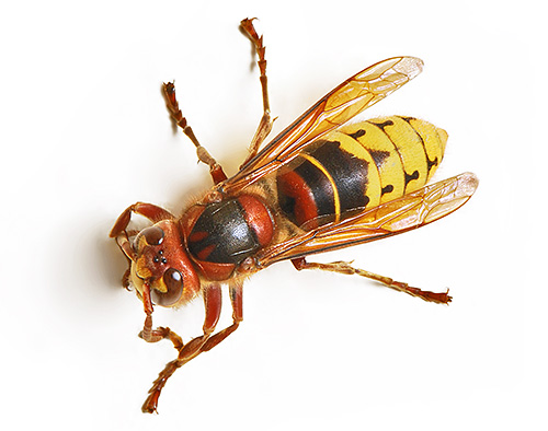 Φωτογραφία ενός κοινού hornet