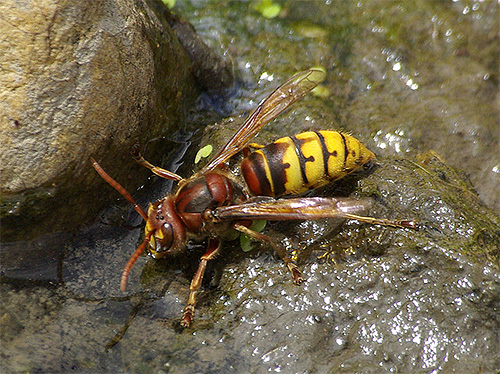 Hornet πίνει νερό