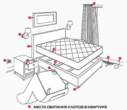 Habitate de ploșnițe în apartament