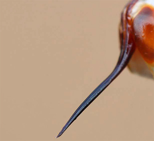 Hornet τσίμπημα όταν μεγεθύνεται