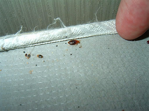 La proximité prolongée avec des punaises de lit est également dangereuse car elle peut semer la discorde dans la famille.