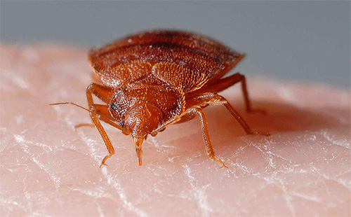 Pendant la morsure, l'insecte injecte une enzyme spéciale dans la peau qui empêche le sang de coaguler rapidement.
