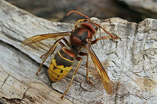 Ευρωπαϊκό hornet (κοινό)