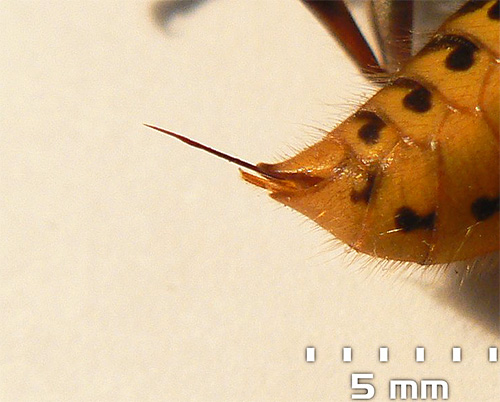 Το τσίμπημα ενός hornet μπορεί να φτάσει τα 5-6 mm σε μήκος.