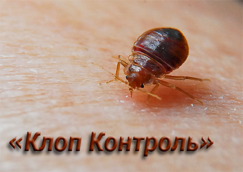 Ας προσπαθήσουμε να κατανοήσουμε τα χαρακτηριστικά της δουλειάς της εταιρείας Klop Control, καθώς και ποιες υπηρεσίες προσφέρει και πώς ανταποκρίνονται οι πελάτες στη δουλειά της.