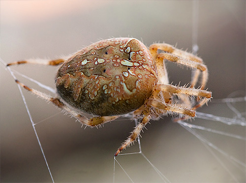 Pókhálós pók (Araneus diadematus)
