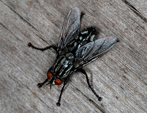 Szürke lepkelégy (Sarcophagidae)