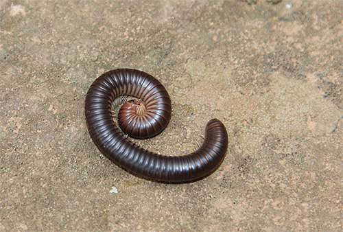krími kivsziak (Pachyiulus flavipes)