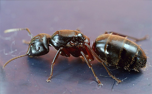 Vörösmellű ácshangya (Camponotus herculeanus)