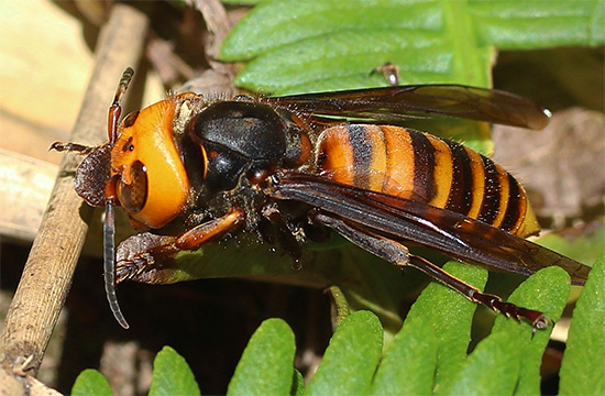 Τεράστιο ιαπωνικό hornet