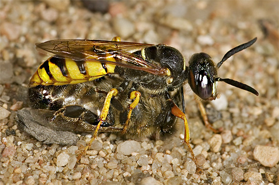 Ο Philanthus χρησιμοποιεί τις μέλισσες ως τροφή για τις προνύμφες του.