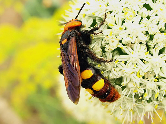 Η μεγάλη σφήκα scolia (στη φωτογραφία) δεν οργανώνει φωλιές για τις προνύμφες της.