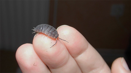 Οι Woodlice είναι πολύ ανεπιτήδευτες στις διατροφικές τους προτιμήσεις - θα μιλήσουμε περαιτέρω για το τι τρώνε ...