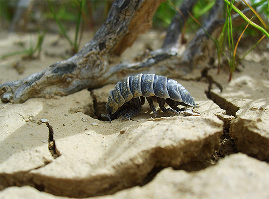 Οι Woodlice είναι μάλλον ντροπαλά πλάσματα και προτιμούν να κρύβονται κάτω από εμπλοκές και παλιό φύλλωμα.