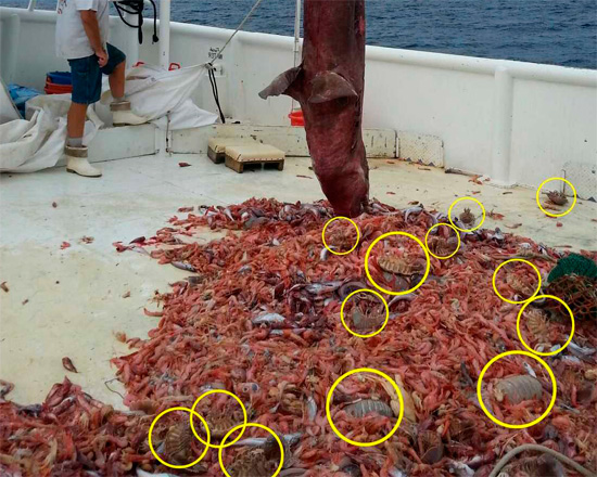 Οι ειδικοί πιστεύουν ότι τα ισόποδα θα μπορούσαν να συγκεντρωθούν σε τέτοιες ποσότητες μόνο για να γλεντήσουν με το πτώμα ενός μεγάλου ζώου στο κάτω μέρος.