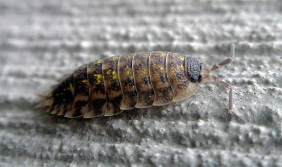 Σε ορισμένους εκπροσώπους του Porcellio spinicornis, οι κίτρινες κηλίδες μπορεί να είναι σχεδόν αόρατες.