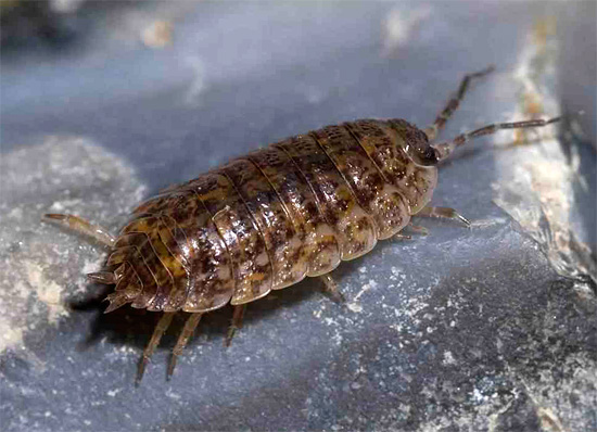 Οι Woodlice έχουν ένα αρκετά φαρδύ σκληρό κέλυφος και ένα κοντό, κάπως πεπλατυσμένο σώμα.