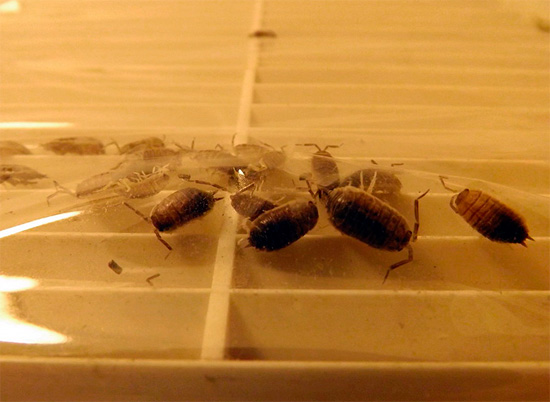 Woodlice σε μια καλυμμένη με λεπτό υμένιο σχάρα αεραγωγού.