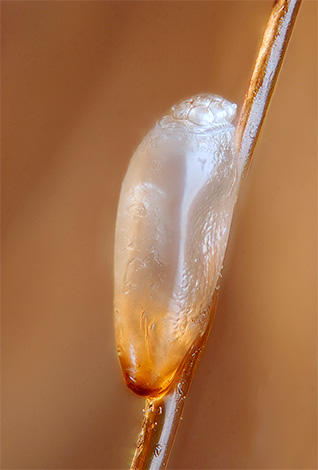 Zahvaljujući zaštitnom omotaču, gnjide su otporne na većinu insekticida.