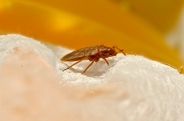 Gladna odrasla stjenica ima ravno tijelo.