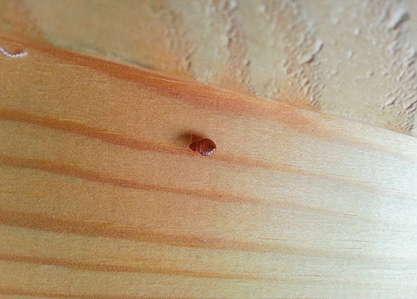 Adesea, ploșnițele singure intră în apartament de la vecini ...