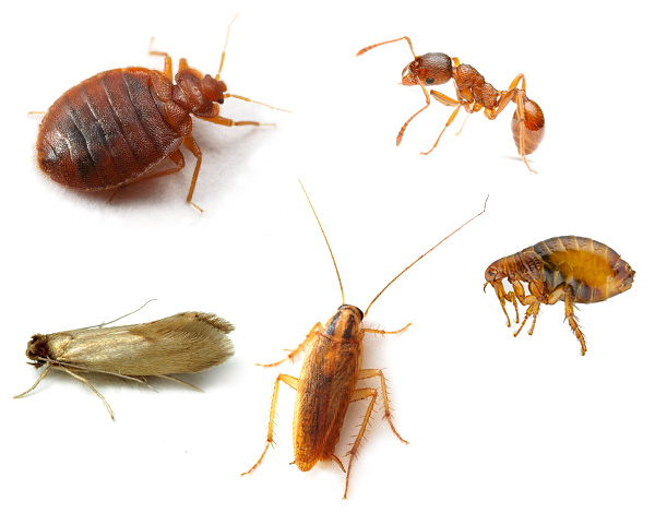 În practică, instrumentul Zonder distruge eficient nu numai ploșnițele, ci și gândacii, puricii, furnicile domestice și alte insecte.