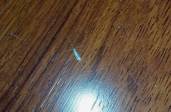 Και εδώ είναι το λεγόμενο sugar silverfish