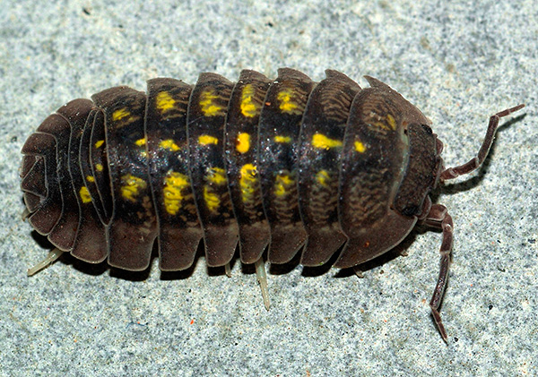 Néhány fatetű szokatlan színű (például az Armadillidium granulatum).