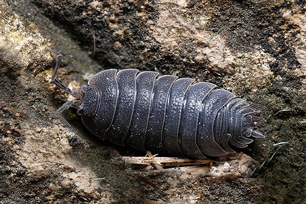 Woodlouse durva