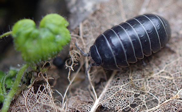Úgy néz ki, mint egy tetű (Armadillidium vulgare)