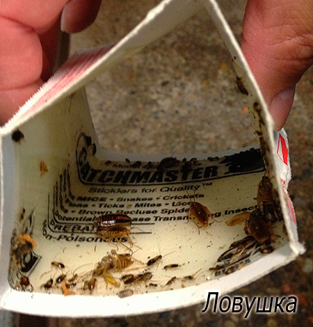 Οι παγίδες κόλλας είναι επίσης χρήσιμες.