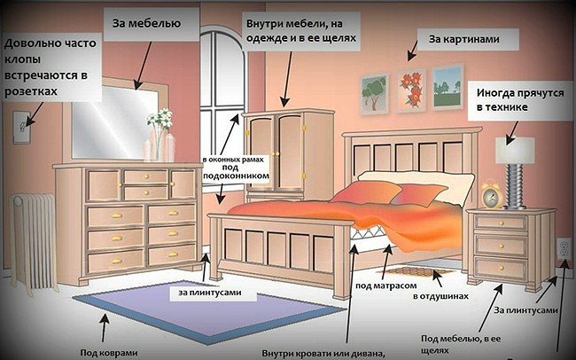 Imaginea arată locurile din cameră, procesării cărora ar trebui să li se acorde o atenție deosebită (acolo cel mai adesea puteți găsi cuiburi de ploșnițe).