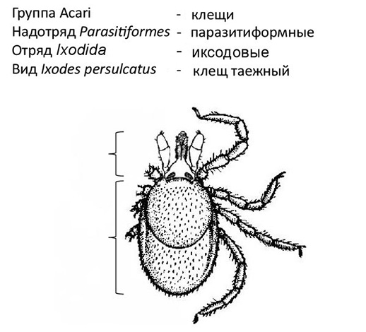Συστηματική θέση του Ixodes persulcatus.