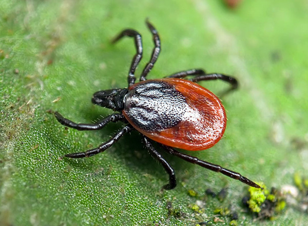 Κρότωνα σκύλου (Ixodes ricinus)