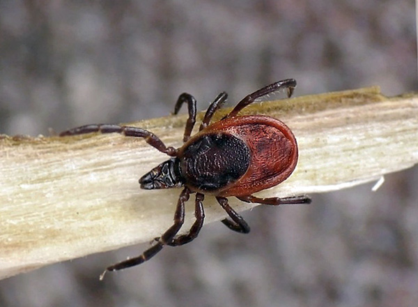 Τάιγκα (Ixodes persulcatus)