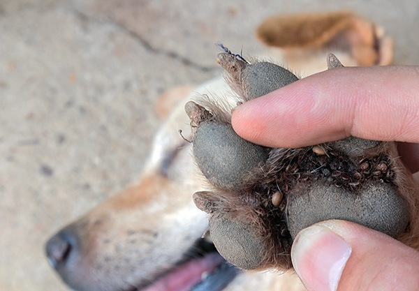 Zecche tra le dita dei piedi sulle zampe di un cane.