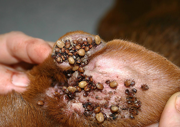 Molte zecche attaccate all'orecchio del cane.