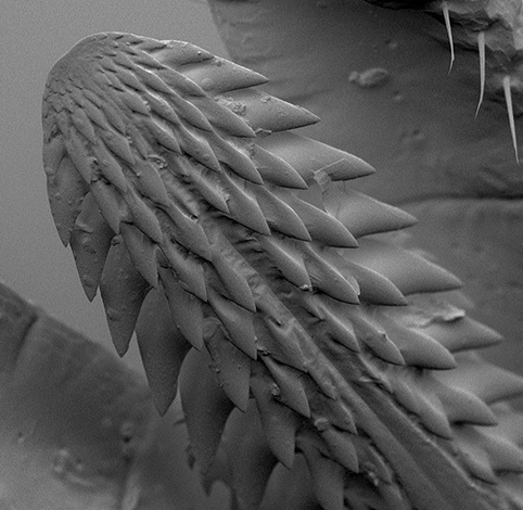 Parte inferiore dell'ipostoma.