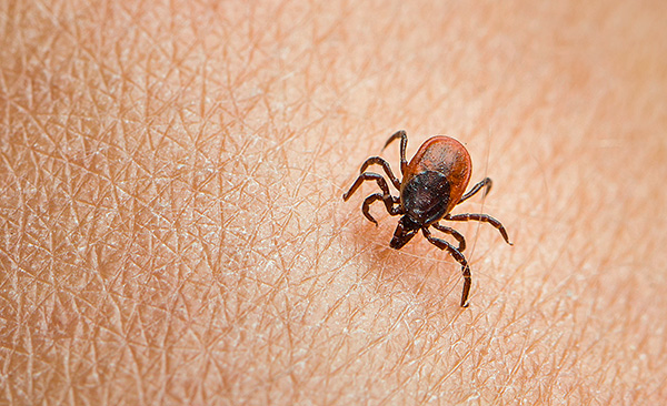 La zecca morde piuttosto lentamente, tagliando la pelle con un paio di cheliceri.