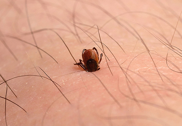 Saturandosi di sangue, la zecca compensa la perdita di liquidi ed energia nel suo corpo.