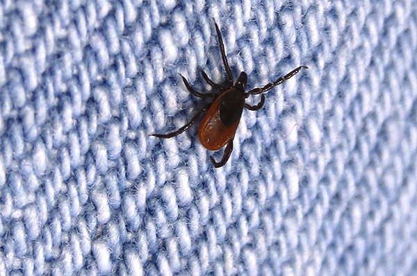 La zecca aderisce ai vestiti così strettamente che non sarà così facile scrollarsela di dosso.