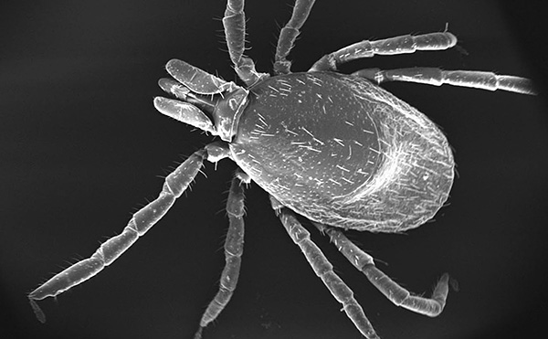 La foto mostra che l'intero corpo della zecca è coperto da piccole punte.