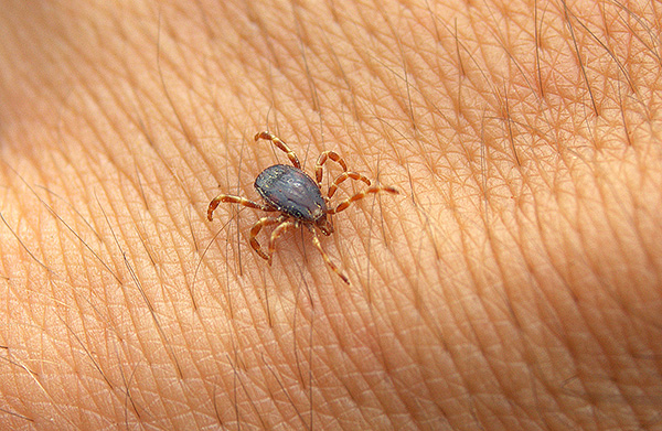Αιμορροϊκό τσιμπούρι Hyalomma marginatum