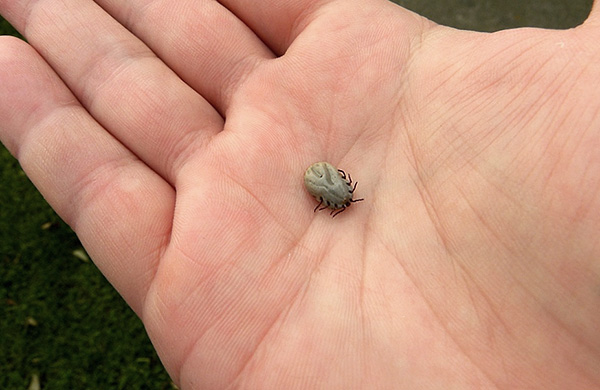 acaro succhiasangue
